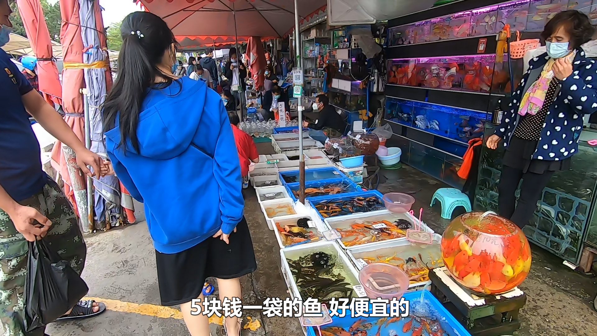 鱼友粉丝见面,相约广州最大观赏鱼市场,5块钱就能买一大袋鱼!